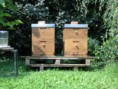 /album/photogallery-pictures-from-our-satisfied-clients/bee-colony-3-jpg/